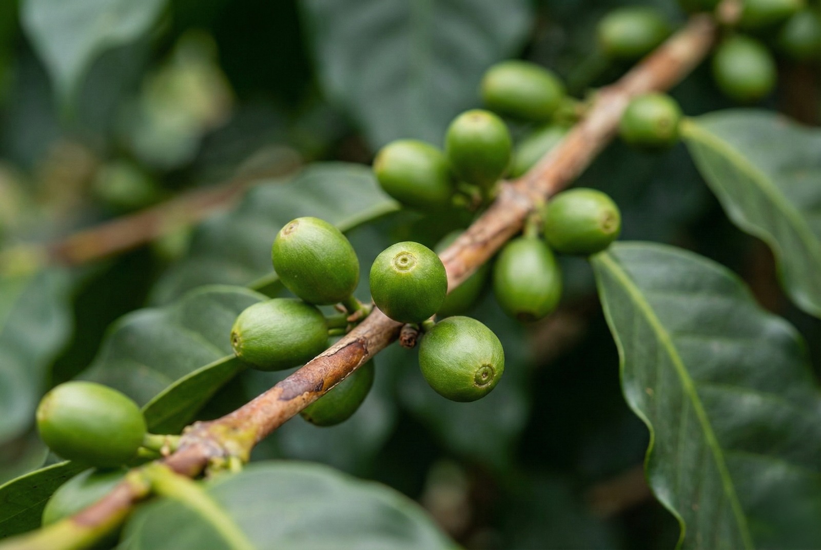 Corporate Gift Arrangement